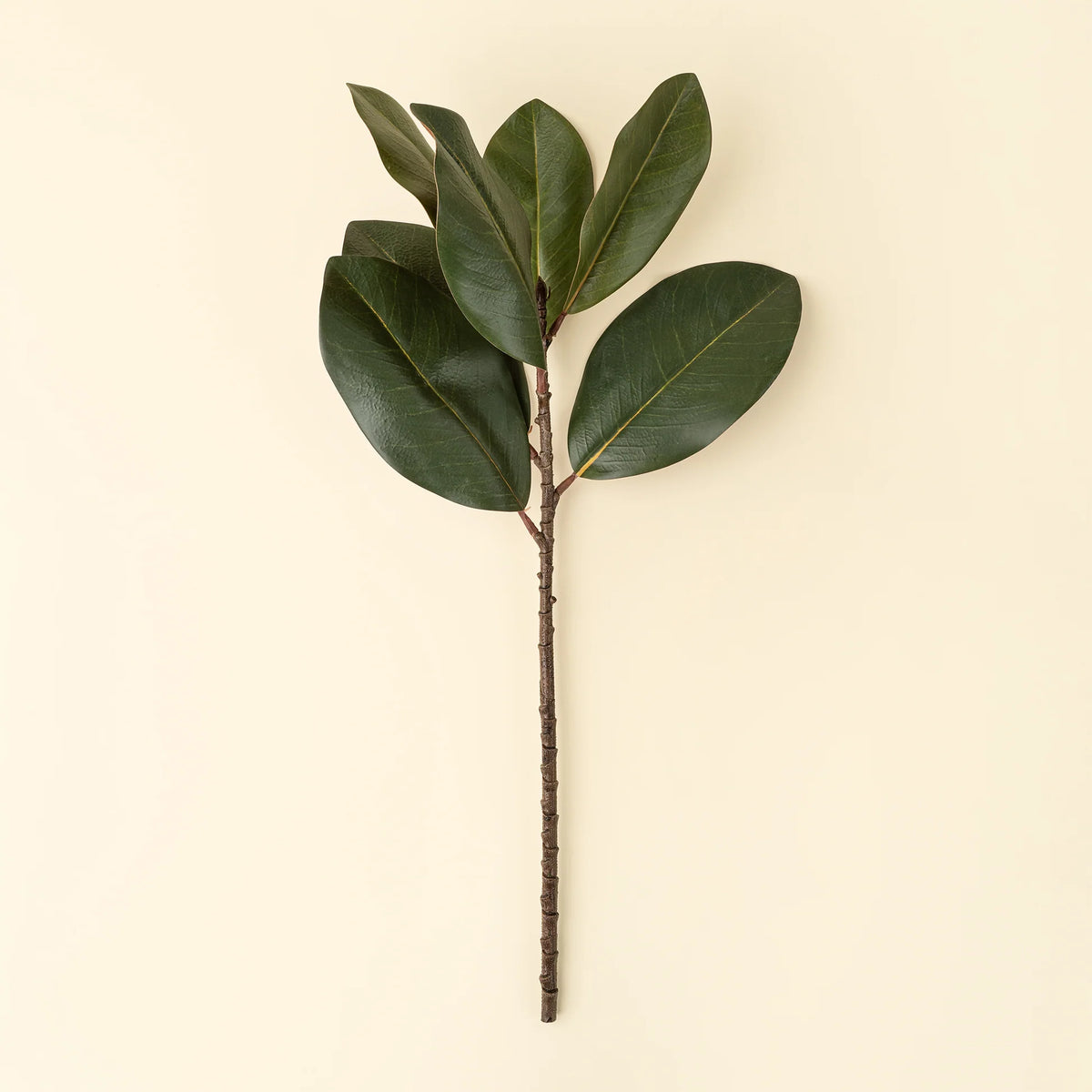 Magnolia Leaf Branch