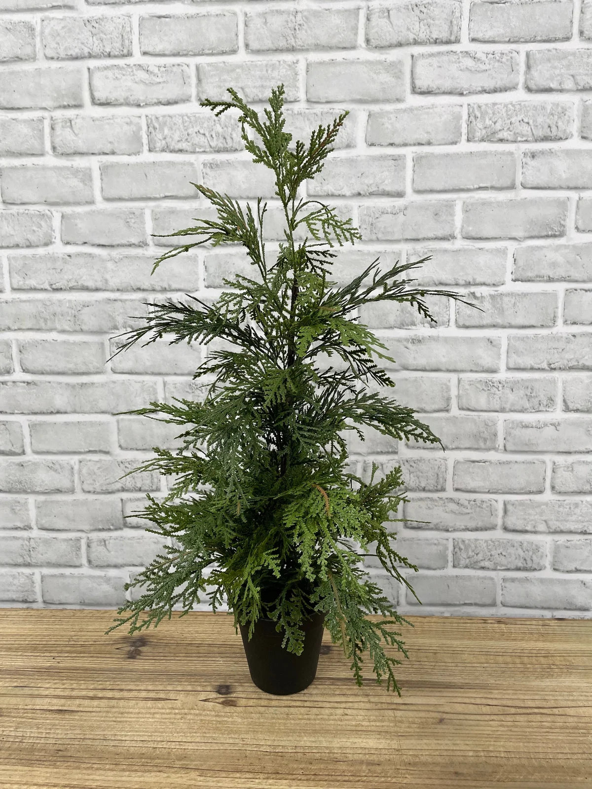 Northern White Cedar Tree in Black Pot - 24"