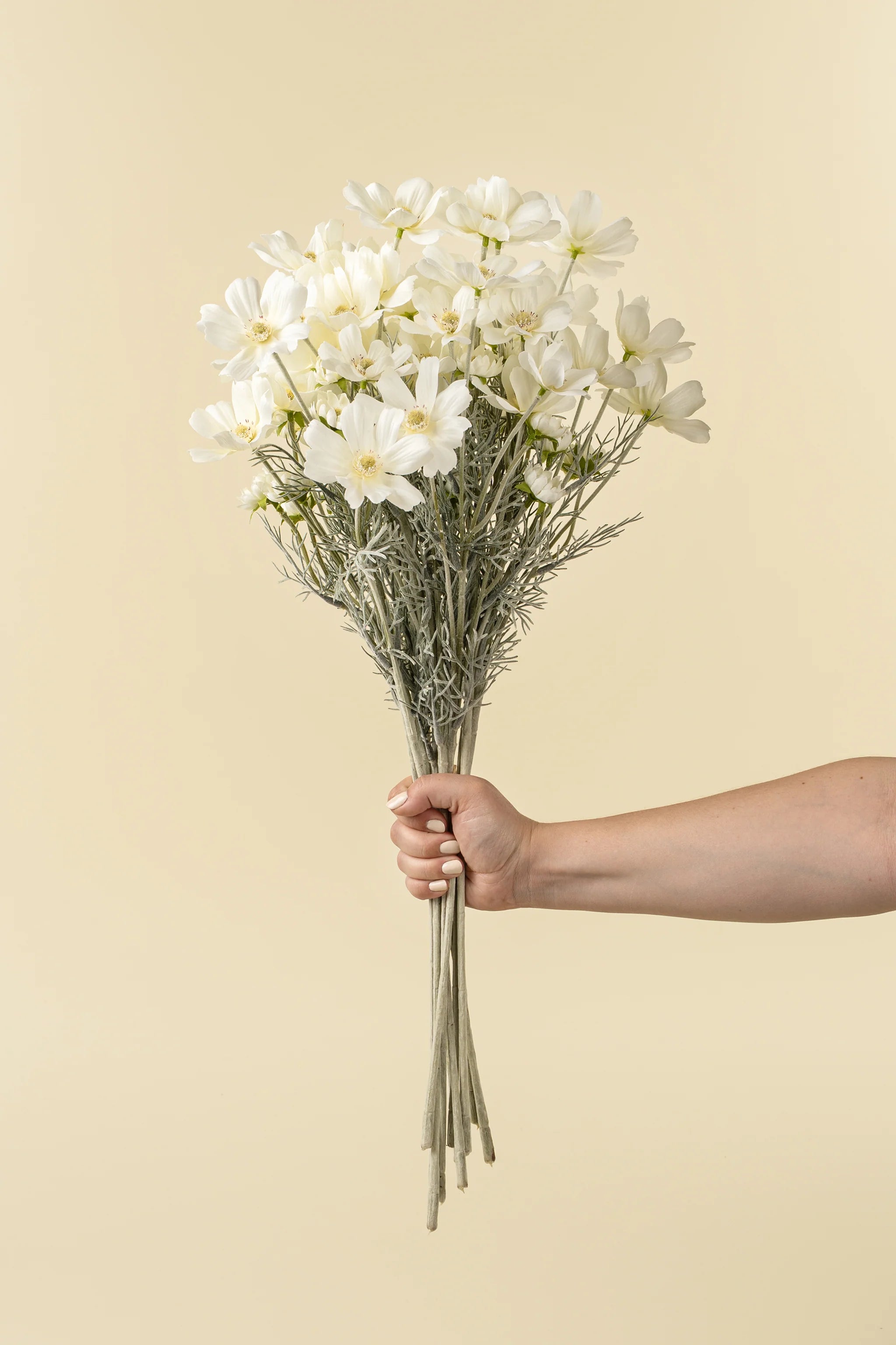 White Cosmos Spray