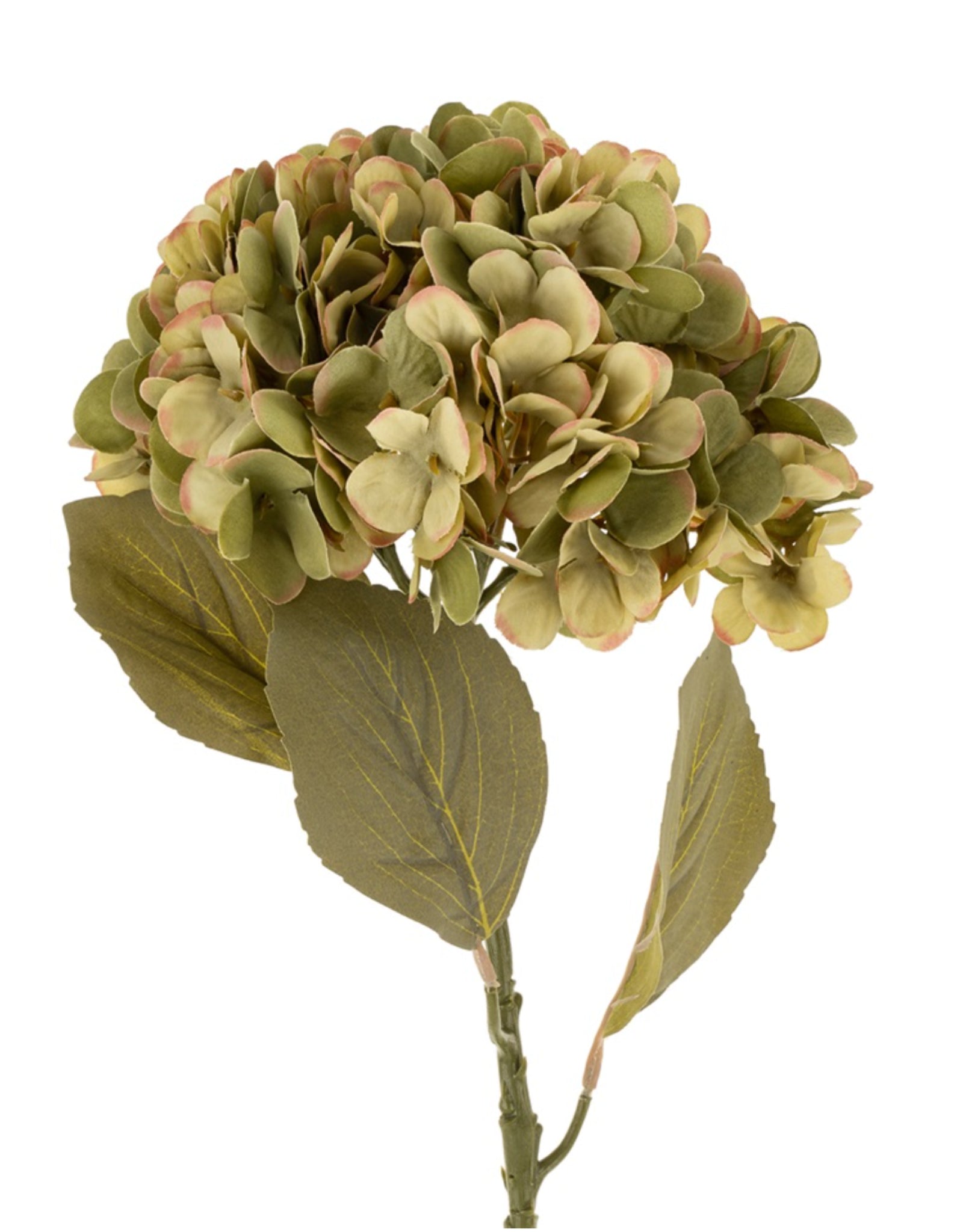 Faded Hydrangea Stem - Green