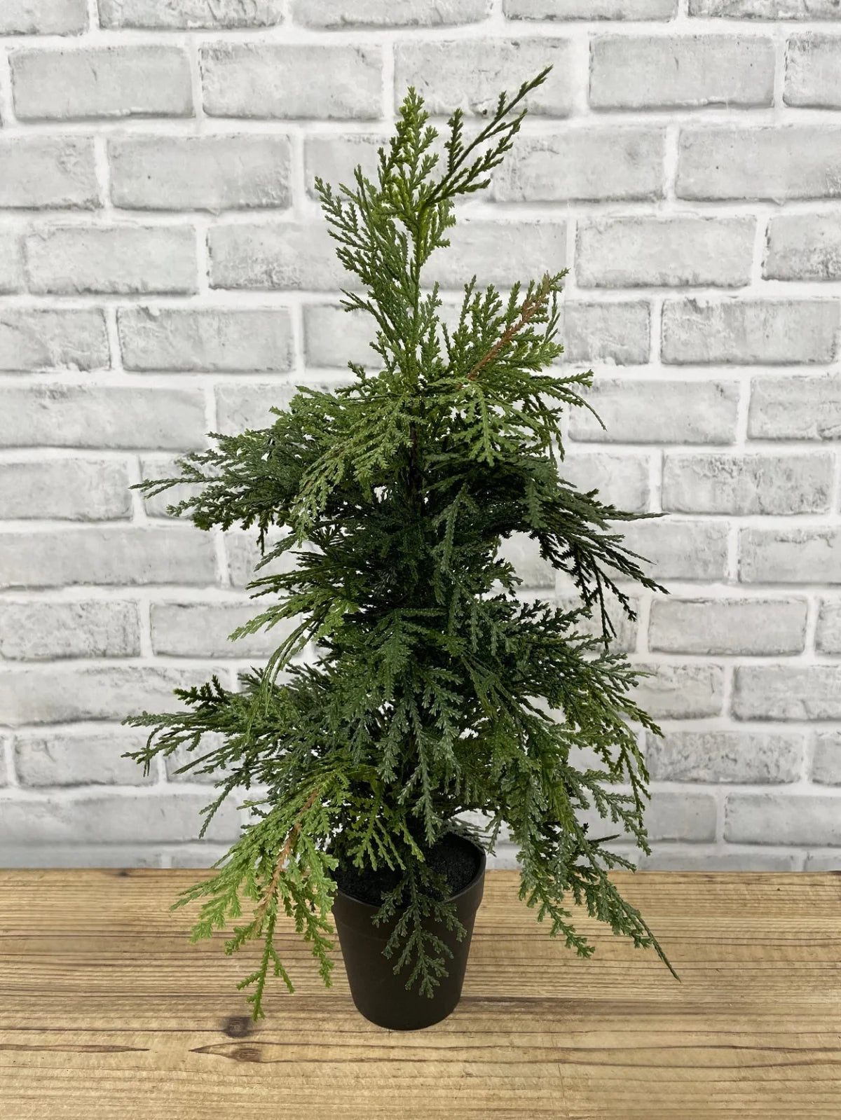Northern White Cedar Tree in Black Pot - 19.5"