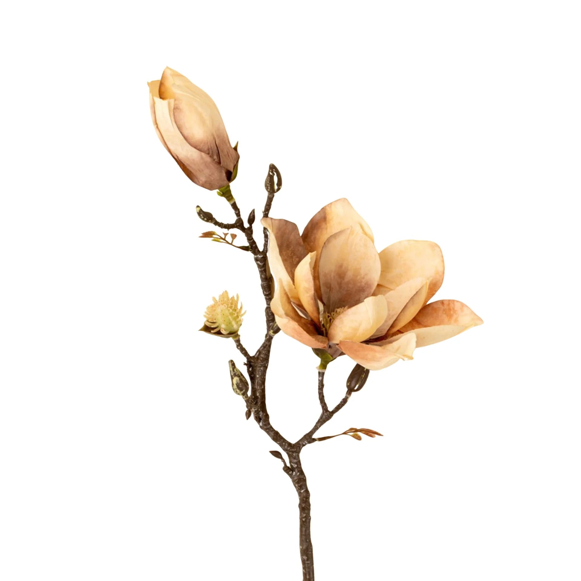 Magnolia Branch - Cream