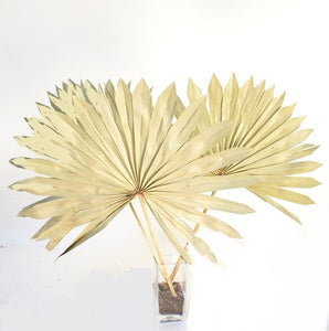 King Palm Sun-Natural