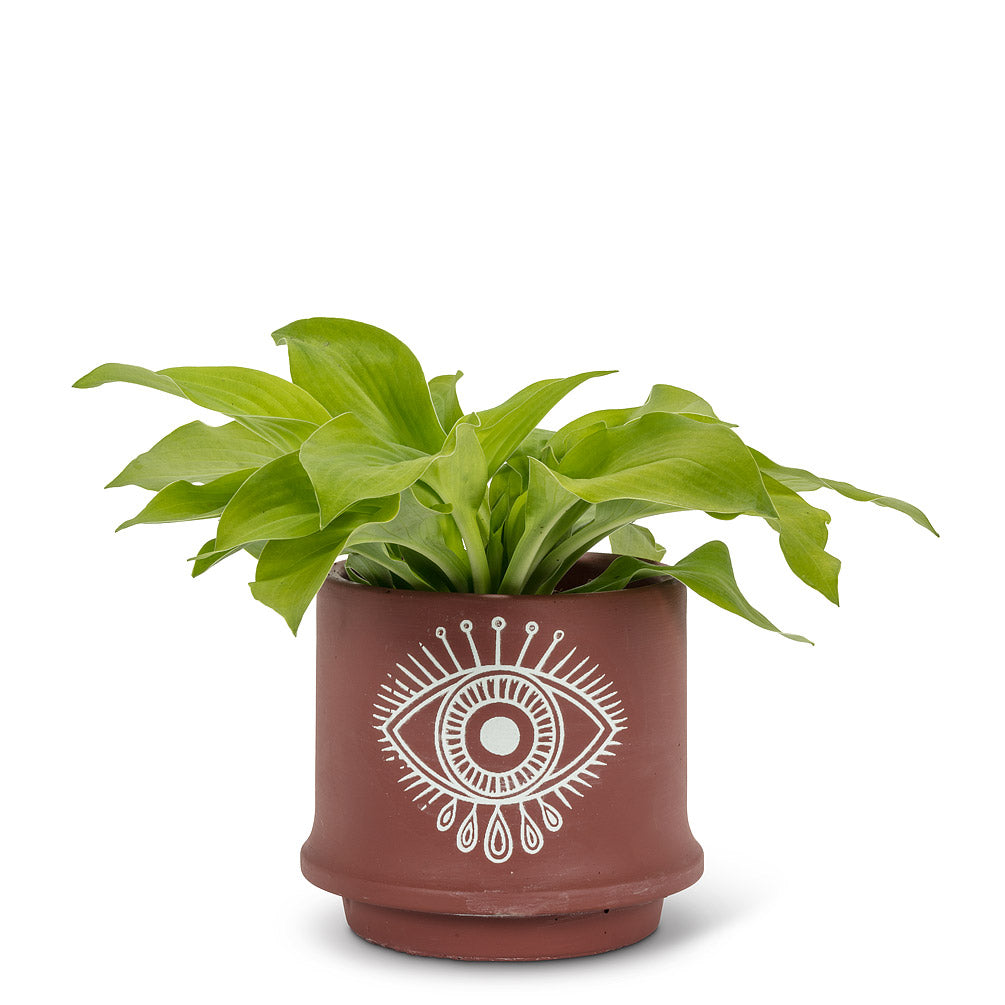 Small Eye Planter-5" deep