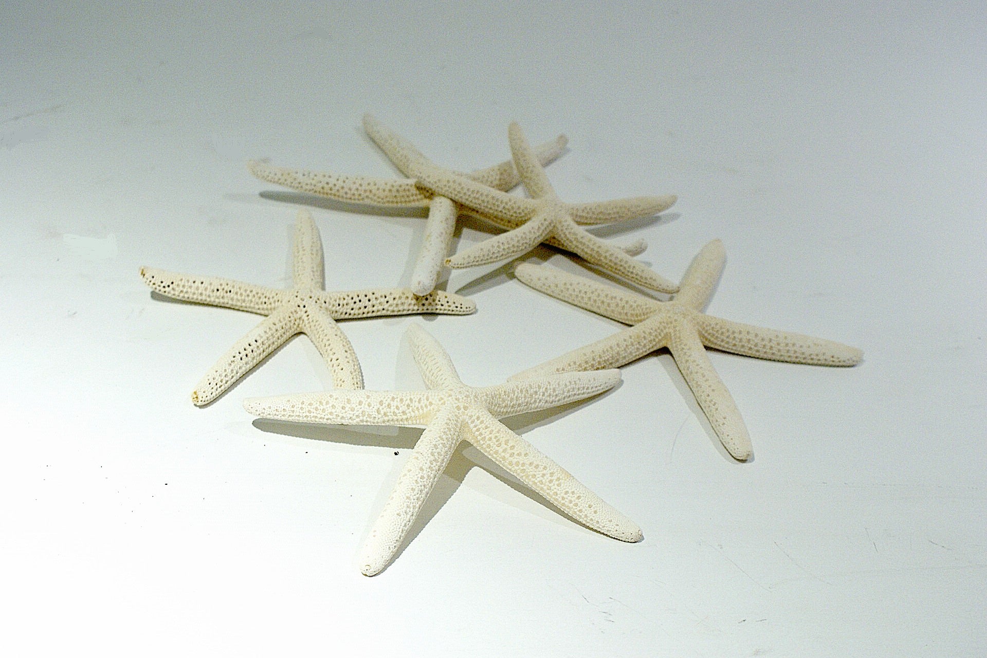 Lady Finger Starfish-5 Pack