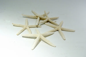 Lady Finger Starfish-5 Pack